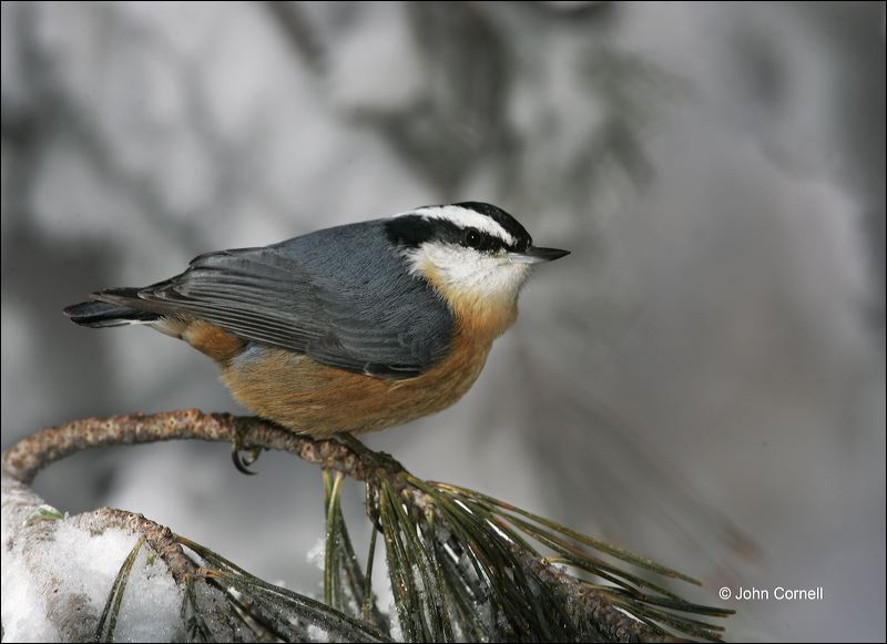 Red-breasted Nuthatch;Nuthatch;New Mexico;Southwest USA;Sitta canadensis;one animal;close-up;color image;nobody;photography;day;outdoors. Wildlife;birds;animals in the wild